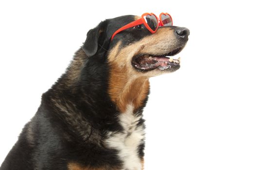Dog with funny sunglasses in Holland  in a studio setting over white