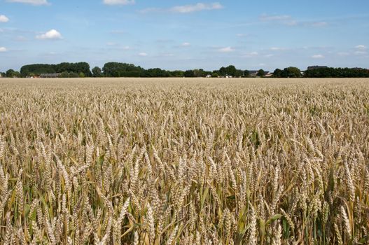 grain field in holland with blue sky