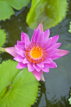 violet lotus in the garden