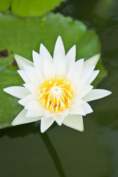 white lotus in the garden