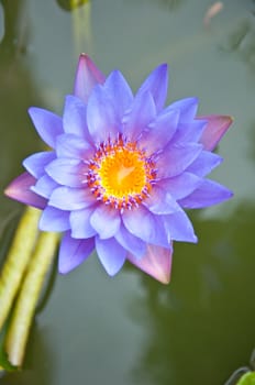 violet lotus in the garden