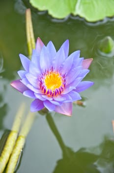 violet lotus in the garden