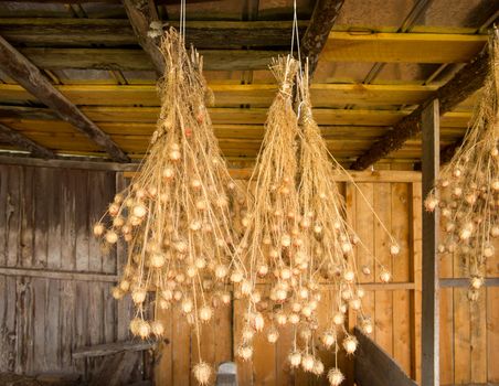 Bunches of drying Nigella plant herbs hanging from rafters of wooden barn