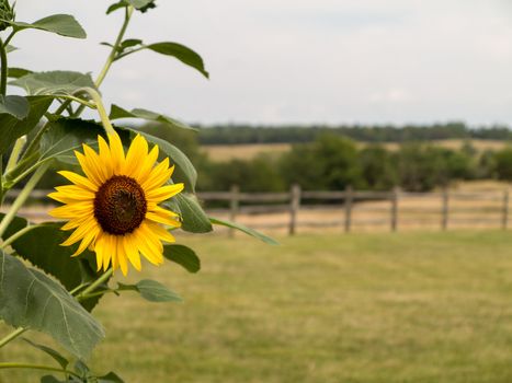 Close up of sun flower with a rural scene with meadows and fence in background