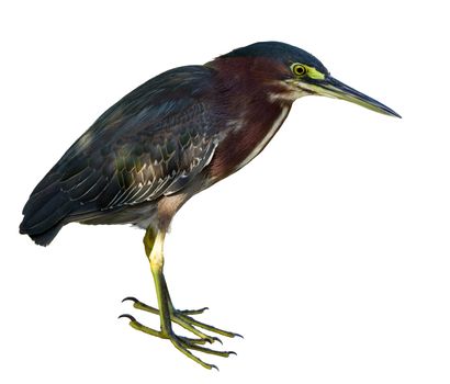 Close up of Green-backed heron in Puerto Rico isolated against white