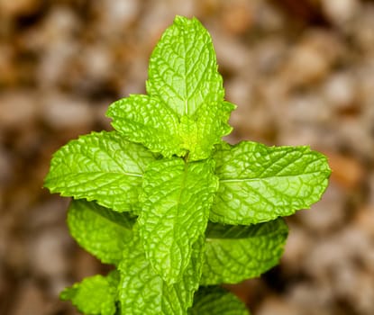 Leaves of Mint or Mentha plant herb in macro