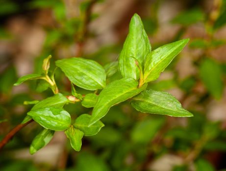 Leaves of vietnamese coriander plant herb in macro with rain drops