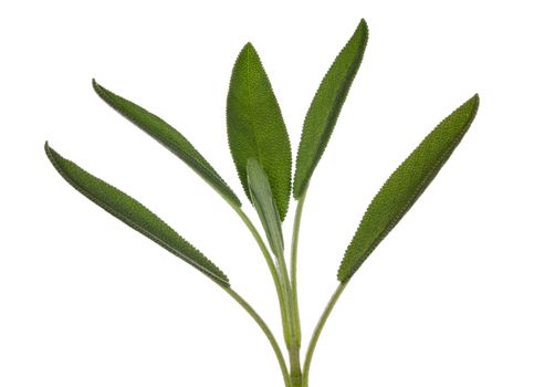 Leaves of Sage plant herb in macro isolated against white background