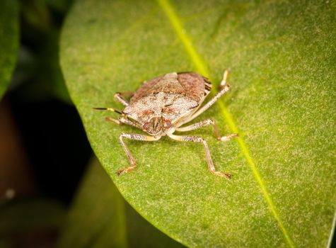 Macro shot of stinkbug or shield bug on the leaf of evergreen