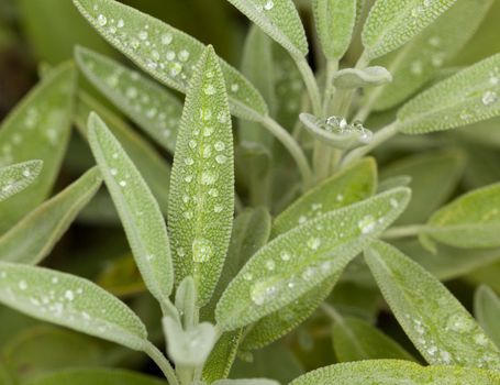 Leaves of Sage plant herb in macro with rain drops