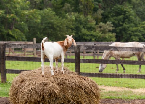 Goat standing on top of bale of straw in farm field with horse