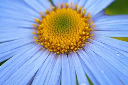 Daisy flower with blue petals closeup.