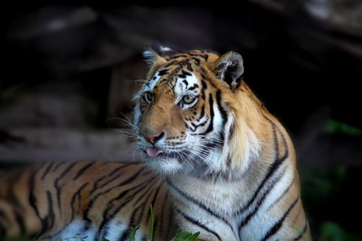 
siberian tiger, Panthera tigris altaica
