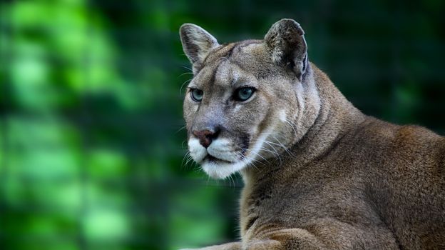 mountain lion, or cougar, Puma concolor