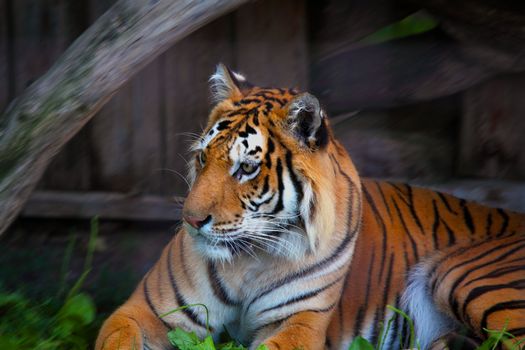 siberian tiger, Panthera tigris altaica