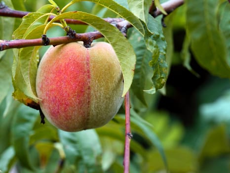 organic fresh ripe peach on tree