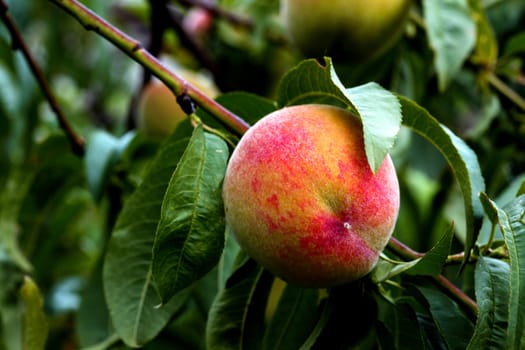 organic fresh ripe peach on tree