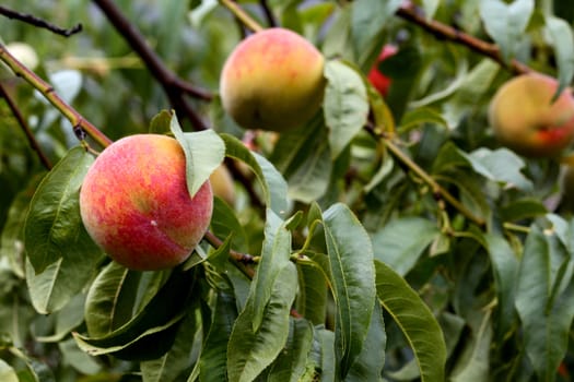 organic fresh ripe peach on tree