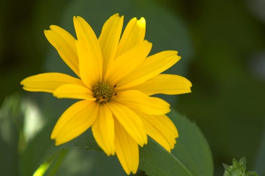 An image of yellow flower
