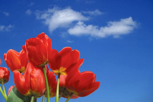 Tulips on background of blue sky with white clouds