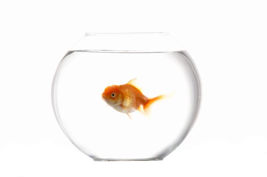 An image of goldfish in aquarium