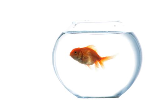 An image of goldfish in aquarium