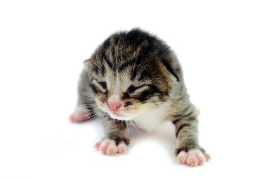 An image of blind kitten on white