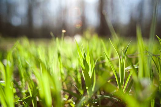 An image of green bright grass in forest