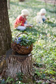 An image of basket with flowers in the woods