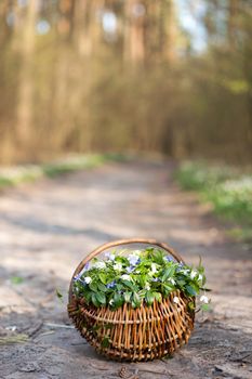 An image of spring flowers in the basket