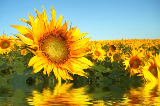 An image of yellow field of sunflowers 