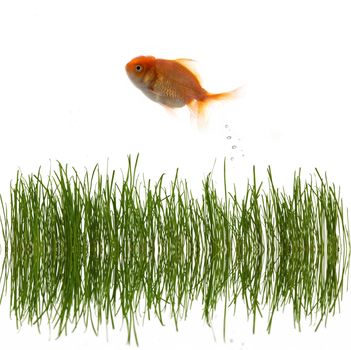 An image of fresh grass an goldfish