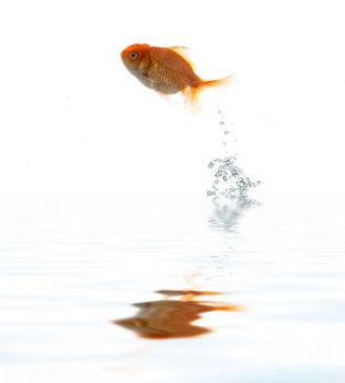 Golden fish flying on water