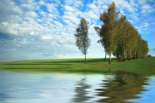 An image of a birches in green field