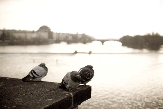 An image of three doves on background of river