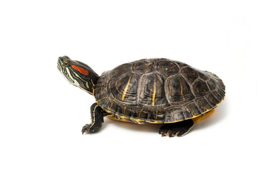 An image of turtle on white background