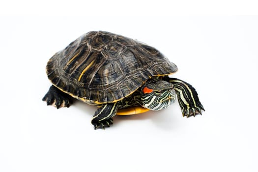 Red Eared Turtle isolated on white background