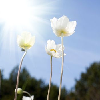An image of three beautiful white flowers