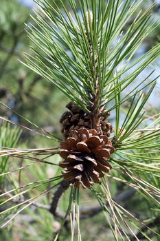 An image of a cone of green pine