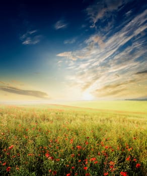 An image of beautiful field of poppies