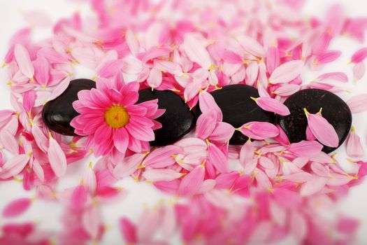 Pink petals and black stones for SPA-massage