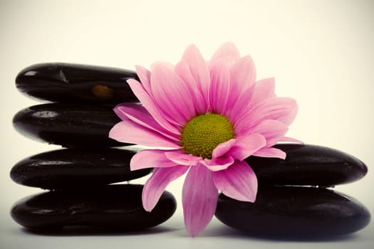 An image of little black stones and flower