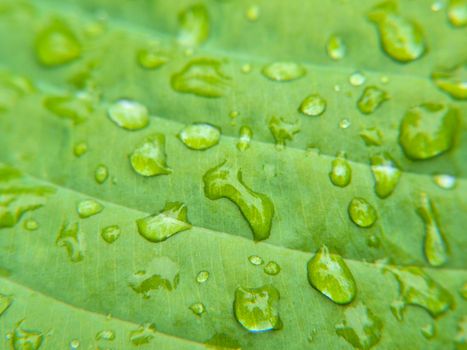 Closeup of small water drops on leaf