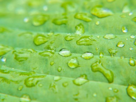 Closeup of small water drops on leaf