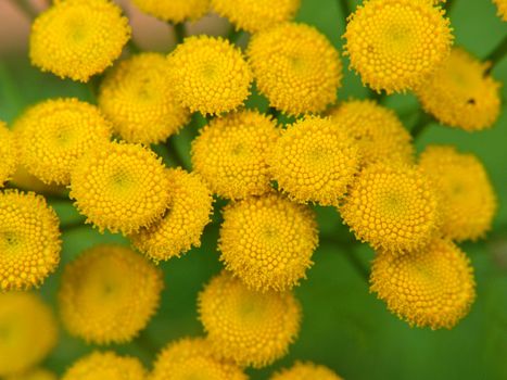 Closeup of small yellow flowers, outdoors towards green