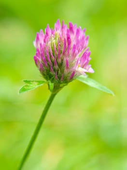 Closeup of pink clover flower, towards green