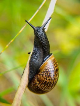 Closeup of snail with house on straw