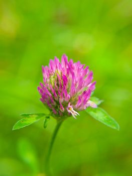 Closeup of pink clover flower, towards green