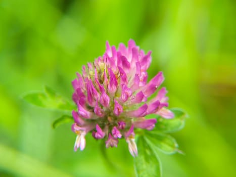 Closeup of pink clover flower, towards green