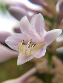 Closeup of lily flower, isolated towards other lilies